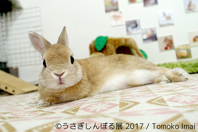 うさぎの写真展「うさぎしんぼる展 2017」東京・浅草橋で開催、オリジナルの限定グッズ販売も | 写真