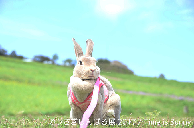 うさぎの写真展「うさぎしんぼる展 2017」東京・浅草橋で開催、オリジナルの限定グッズ販売も｜写真12