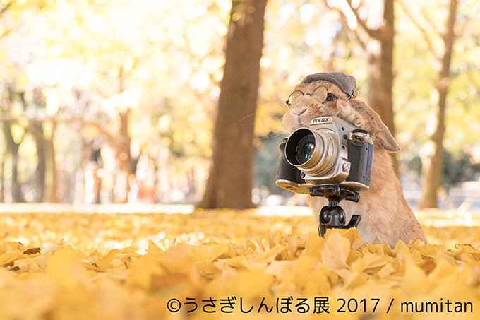 うさぎの写真展「うさぎしんぼる展 2017」東京・浅草橋で開催、オリジナルの限定グッズ販売も｜写真4