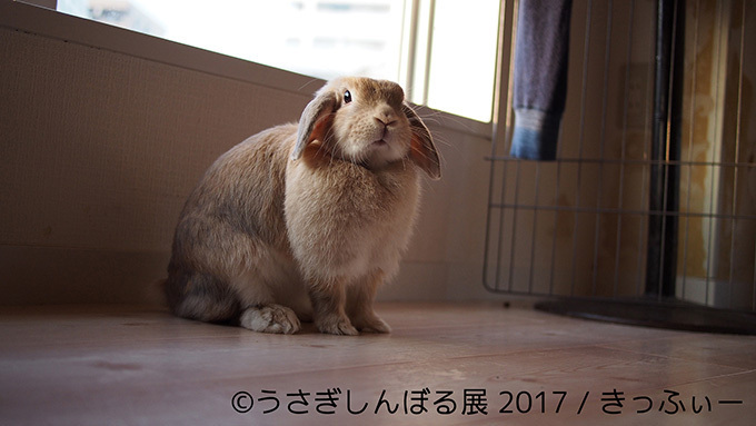 うさぎの写真展「うさぎしんぼる展 2017」東京・浅草橋で開催、オリジナルの限定グッズ販売も｜写真7