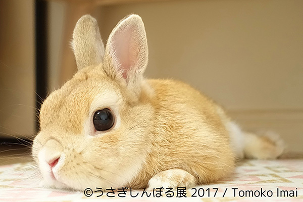 「うさぎしんぼる展 2017」