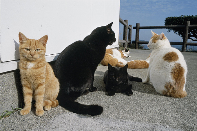 岩合光昭のミニ写真展「ねこのとけい」千葉 柏タカシマヤで開催 - 写真約80点＆猫グッズ販売｜写真2