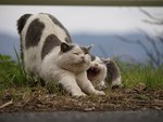 岩合光昭のミニ写真展「ねこのとけい」千葉 柏タカシマヤで開催 - 写真約80点＆猫グッズ販売｜写真6