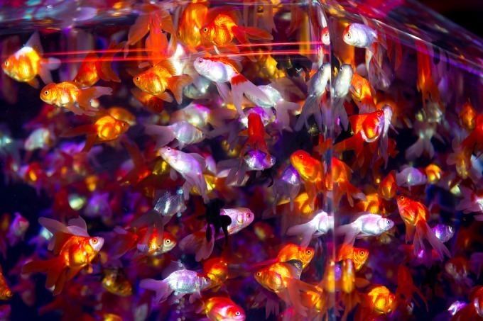 アートアクアリウム城～京都・金魚の舞～二条城にて、花魁モチーフの絢爛なアートを地酒片手に城の庭で｜写真5