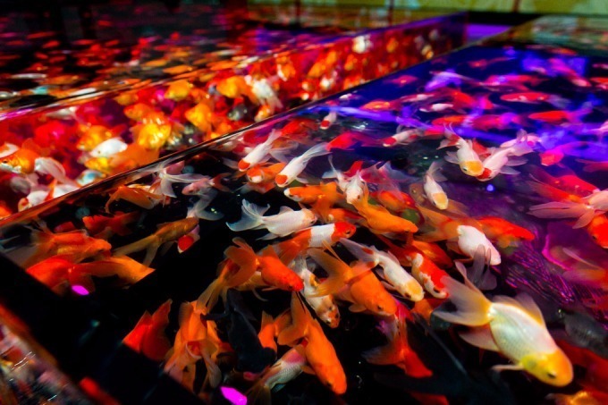 アートアクアリウム城～京都・金魚の舞～二条城にて、花魁モチーフの絢爛なアートを地酒片手に城の庭で｜写真9
