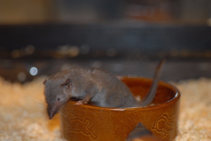 サンシャイン水族館「ざんねんないきもの展」一生懸命なのにどこか"ざんねん"な生き物たちが集結｜写真5