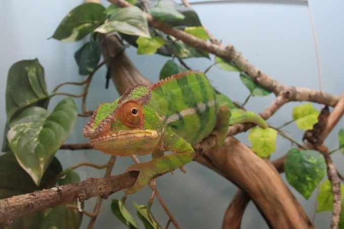 サンシャイン水族館「ざんねんないきもの展」一生懸命なのにどこか"ざんねん"な生き物たちが集結｜写真24