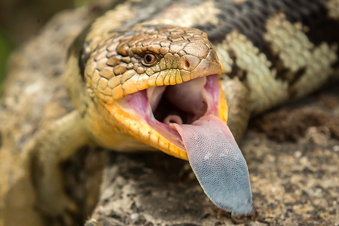 「ざんねんないきもの展」
