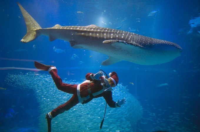 大阪の水族館「海遊館」冬イルミネーション - 広場一帯が光の海に、恒例の“サンタダイバー”も｜写真2