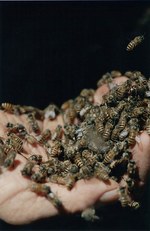 「野生展：飼いならされない感覚と思考」六本木で開催、現代人の"野生"を呼び起こす｜写真3