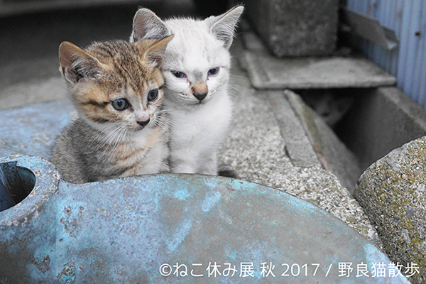 「ねこ休み展 秋 2017」