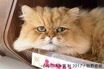 「ねこ休み展 秋 2017」名古屋で開催、スター猫たちの新作や限定グッズも｜写真4