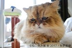 「ねこ休み展 秋 2017」名古屋で開催、スター猫たちの新作や限定グッズも｜写真5