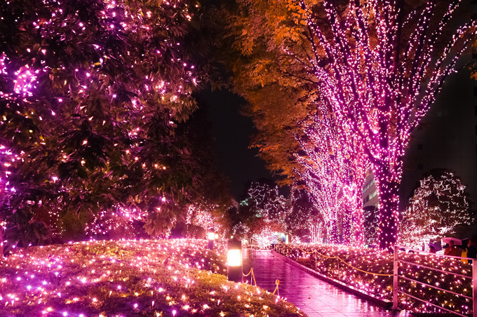 「新宿テラスシティ イルミネーション」新宿西口・南口エリアに、花がテーマのイルミネーション点灯｜写真13