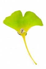 ニコライ バーグマンのジュエリーブランドより新作“銀杏”シリーズ - イチョウの葉をリングやピアスに｜写真1