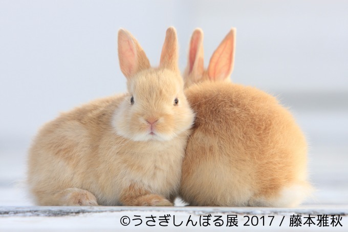 「うさぎしんぼる展 in 名古屋」癒しうさぎの写真・動画作品300点以上、限定アイテムも販売 | 写真