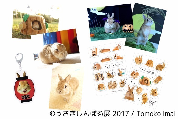 「うさぎしんぼる展 in 名古屋」癒しうさぎの写真・動画作品300点以上、限定アイテムも販売 | 写真