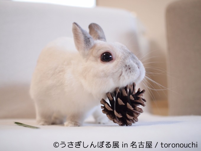 「うさぎしんぼる展 in 名古屋」