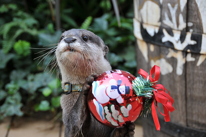 サンシャイン水族館のクリスマス、オーナメントで遊ぶカワウソ＆ピングーとコラボしたツリーも｜写真1