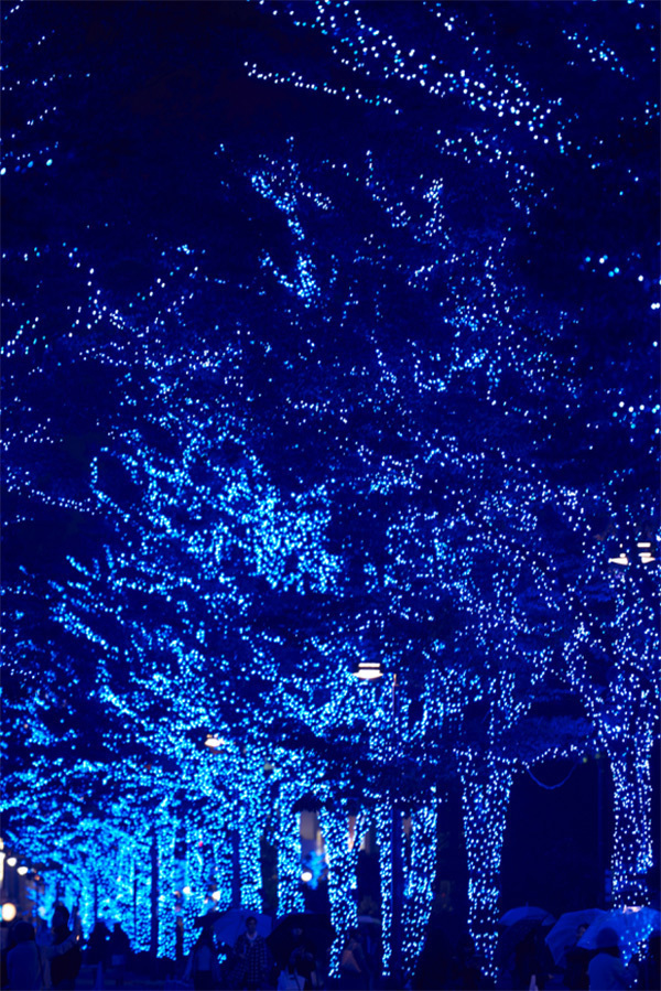 「青の洞窟 SHIBUYA」イルミネーション開催、渋谷公園通りから代々木公園ケヤキ並木まで青一色に｜写真13