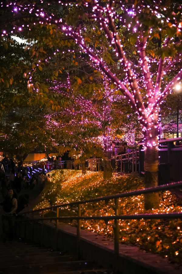 「目黒川みんなのイルミネーション2017」開催、42万個以上のLEDで"冬の桜"演出｜写真3