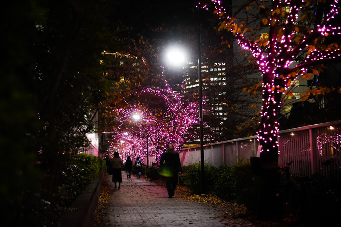 「目黒川みんなのイルミネーション2017」開催、42万個以上のLEDで"冬の桜"演出｜写真9