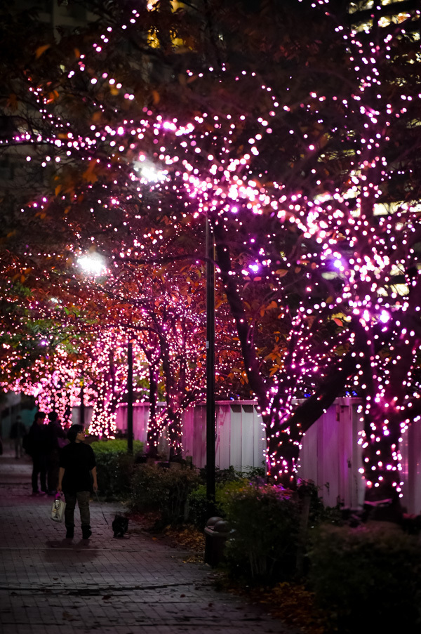 「目黒川みんなのイルミネーション2017」開催、42万個以上のLEDで"冬の桜"演出｜写真8