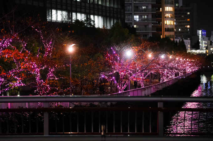 「目黒川みんなのイルミネーション2017」開催、42万個以上のLEDで"冬の桜"演出｜写真11