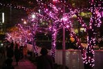 「目黒川みんなのイルミネーション2017」開催、42万個以上のLEDで"冬の桜"演出｜写真6