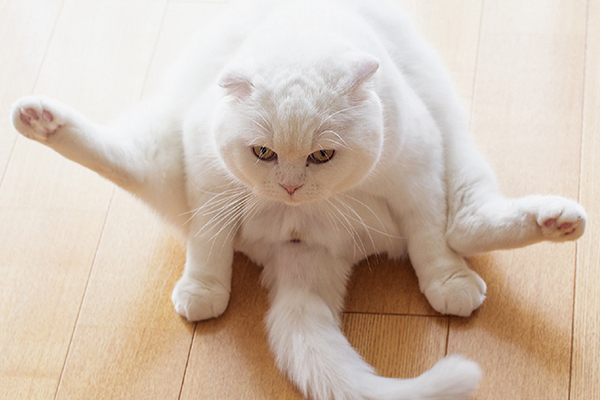 『ねこのおみあし』