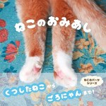 写真集『ねこのおみあし』“くつしたねこ”から“ごろにゃん”まで、魅力たっぷりな後ろ足に注目｜写真1