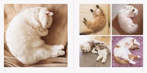 写真集『ねこのおみあし』“くつしたねこ”から“ごろにゃん”まで、魅力たっぷりな後ろ足に注目｜写真5