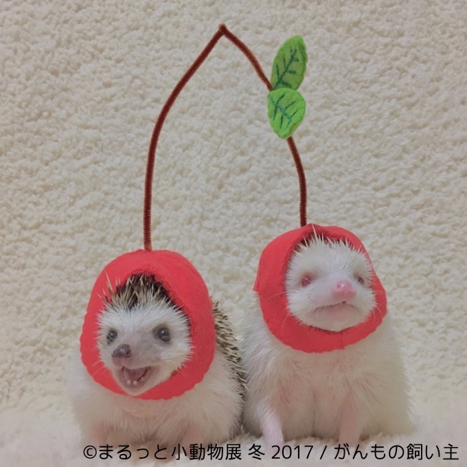 写真展「まるっと小動物展 冬 2017」浅草橋で - ハリネズミやリスなど、愛くるしい小動物に焦点｜写真9