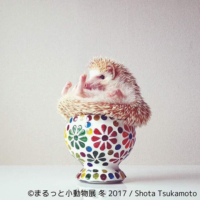 写真展「まるっと小動物展 冬 2017」浅草橋で - ハリネズミやリスなど、愛くるしい小動物に焦点｜写真6