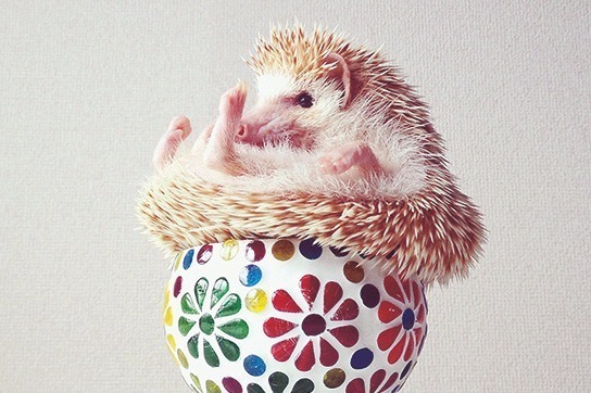 「まるっと小動物展 冬 2017」