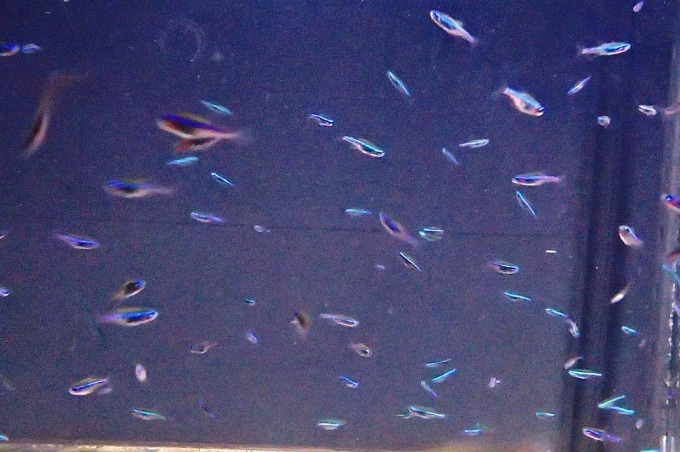 「仙台うみの杜水族館」、360度プロジェクションマッピング×魚25,000匹のクリスマスショー｜写真6