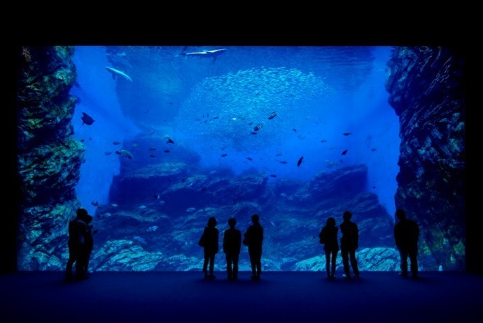 「仙台うみの杜水族館」、360度プロジェクションマッピング×魚25,000匹のクリスマスショー｜写真15
