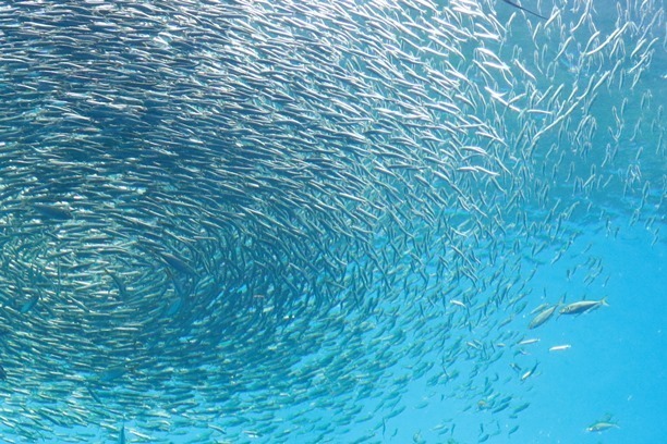 「仙台うみの杜水族館」、360度プロジェクションマッピング×魚25,000匹のクリスマスショー｜写真7