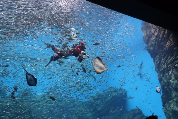 「仙台うみの杜水族館」、360度プロジェクションマッピング×魚25,000匹のクリスマスショー｜写真11