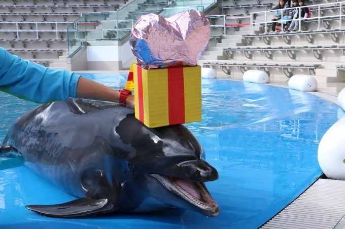 「仙台うみの杜水族館」、360度プロジェクションマッピング×魚25,000匹のクリスマスショー｜写真10