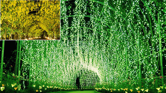 栃木・あしかがフラワーパークのイルミネーション「光の花の庭～フラワーファンタジー2017～」｜写真18