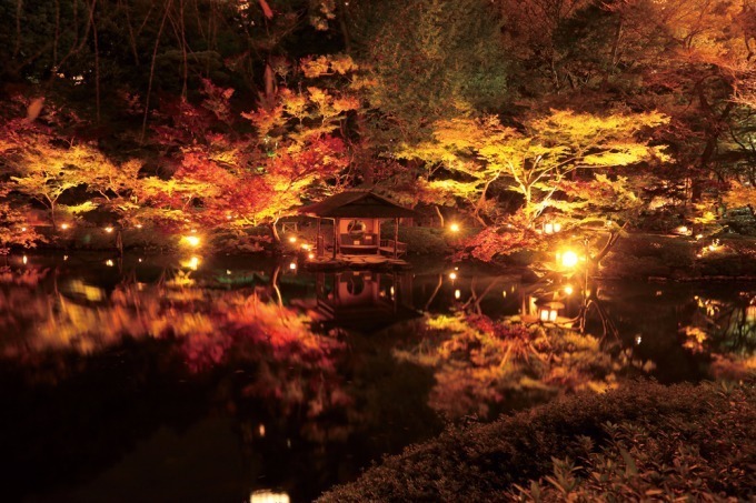 ⼋芳園 紅葉特別ライトアップ