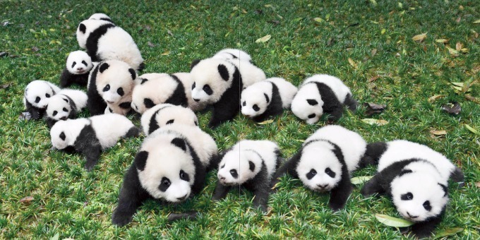 “パンダの赤ちゃん”写真集が発売 - 白くてふわふわ、国内外の赤ちゃんパンダの魅力満載｜写真3