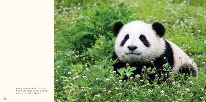 “パンダの赤ちゃん”写真集が発売 - 白くてふわふわ、国内外の赤ちゃんパンダの魅力満載｜写真4
