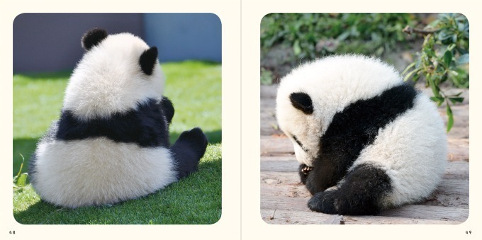 “パンダの赤ちゃん”写真集が発売 - 白くてふわふわ、国内外の赤ちゃんパンダの魅力満載｜写真5
