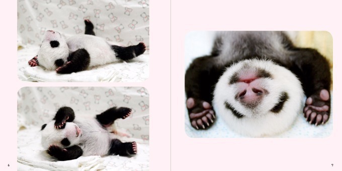 “パンダの赤ちゃん”写真集が発売 - 白くてふわふわ、国内外の赤ちゃんパンダの魅力満載｜写真2