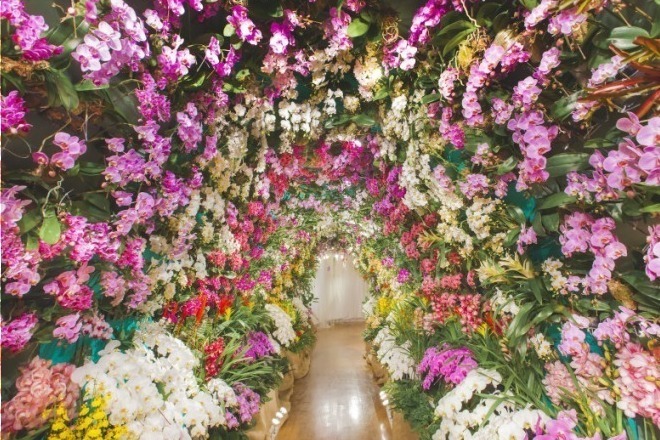 「大胡蝶蘭展」