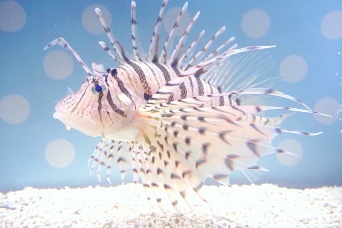 京都水族館でシナモロールとのコラボイベント、ふわふわ生物の展示やコラボカフェ｜写真2