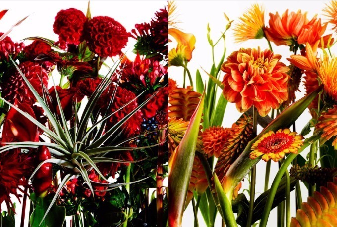 東信 椎木俊介の写真集 Time Of Life 植物図鑑 鮮烈な花々が生命の尊さを教える ファッションプレス