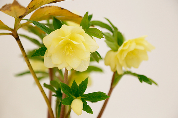 「クリスマスローズの世界展」